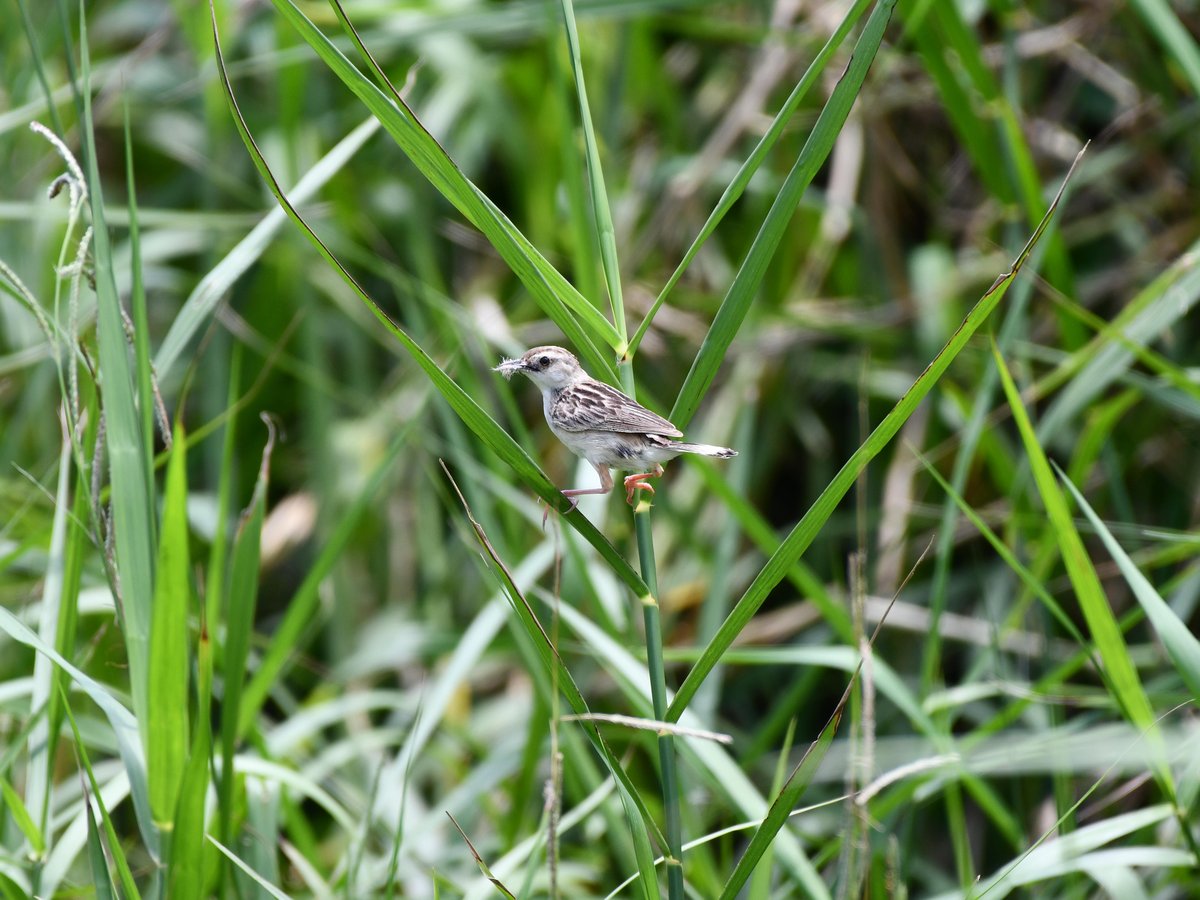 #48:
          Streaked Fan-tailed Warbler, Okinawa.
          f/5.6 at 500mm - Shutter Speed: 1/500 - ISO: 360